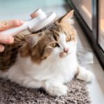 Perawatan Kucing pemilik sedang menyikat bulu kucingnya yang lebat di ruang tamu, menunjukkan perawatan bulu rutin yang membantu mengurangi bulu rontok