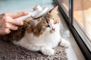Perawatan Kucing pemilik sedang menyikat bulu kucingnya yang lebat di ruang tamu, menunjukkan perawatan bulu rutin yang membantu mengurangi bulu rontok