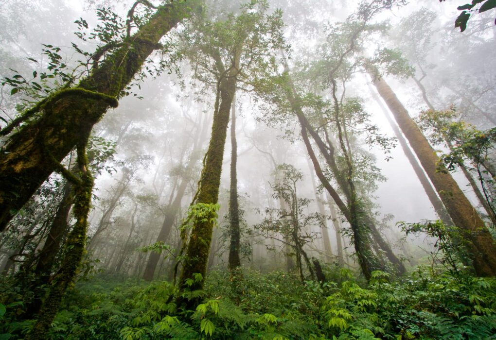 Amazon Rainforest