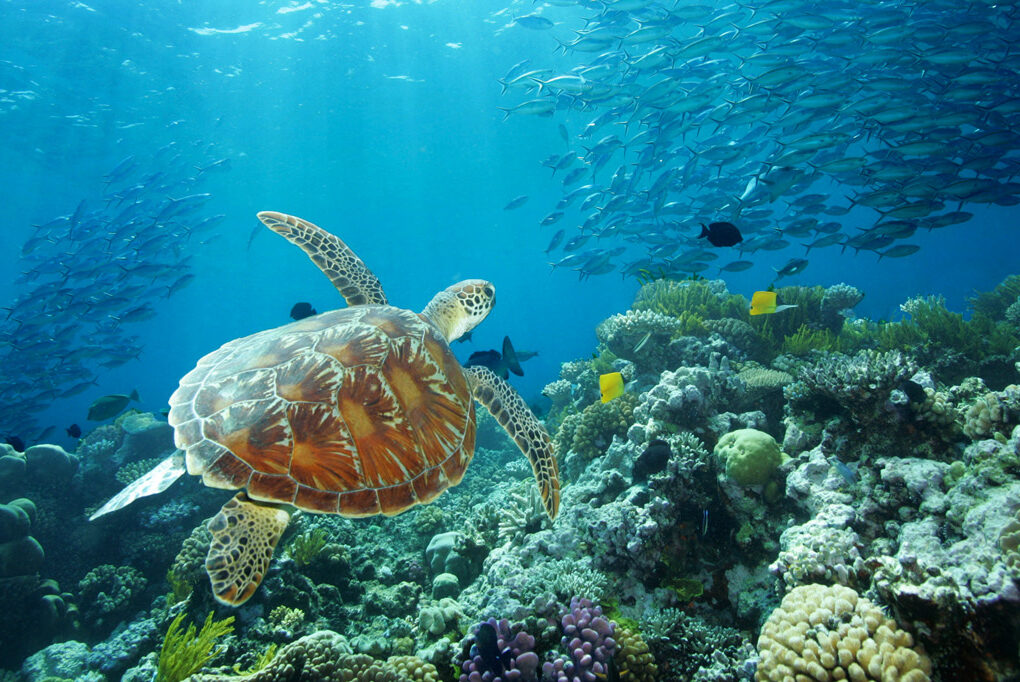 Great Barrier Reef: Tips Berwisata dengan Tanggung Jawab
