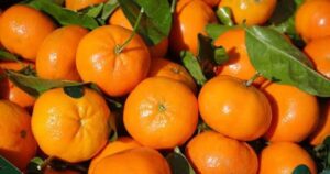 Jeruk Mandarin
