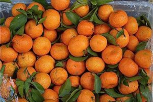 Jeruk Mandarin