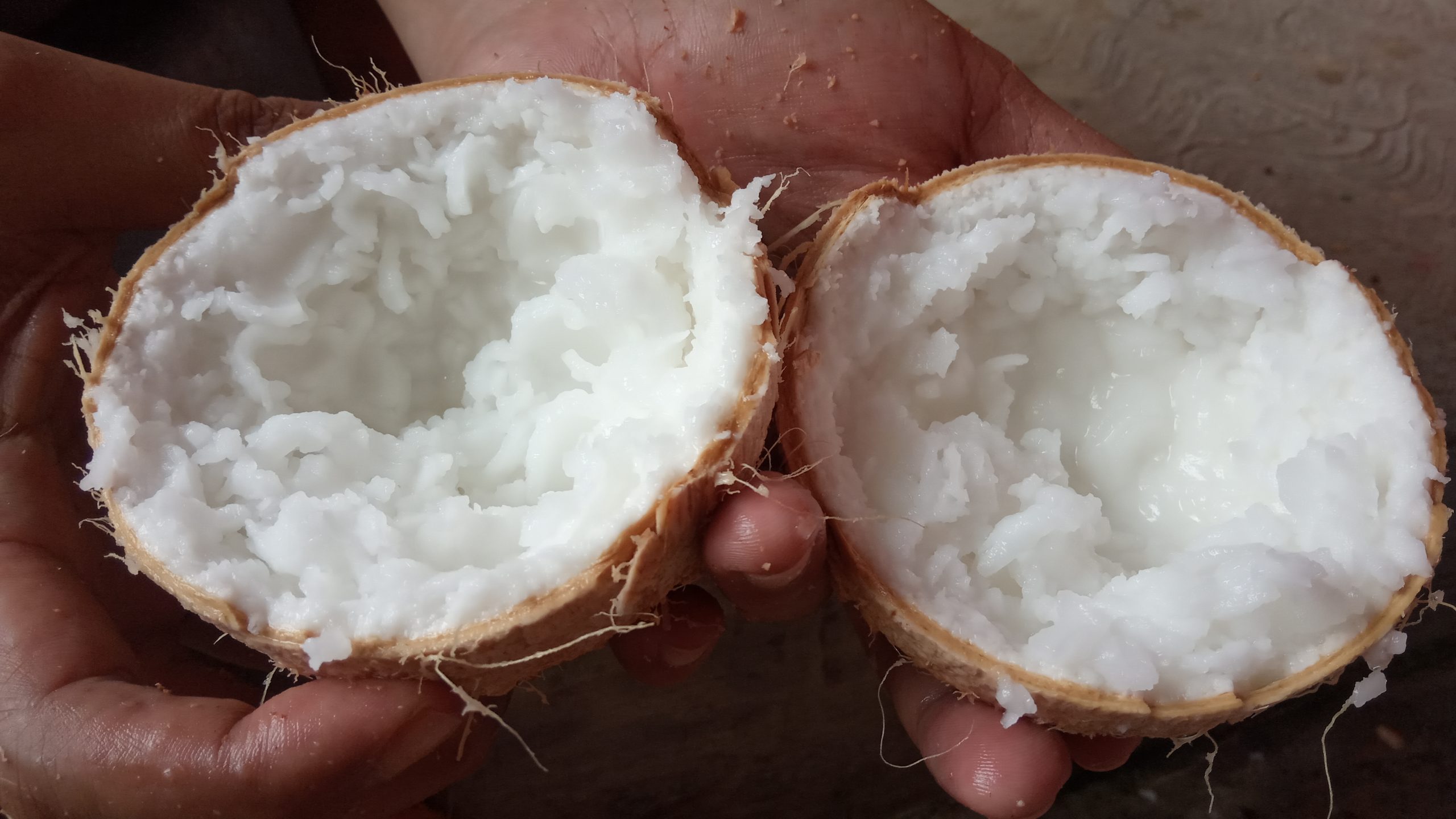 Kelapa Kopyor