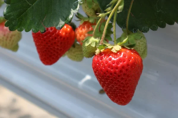 Strawberry Dessert Musim Panen