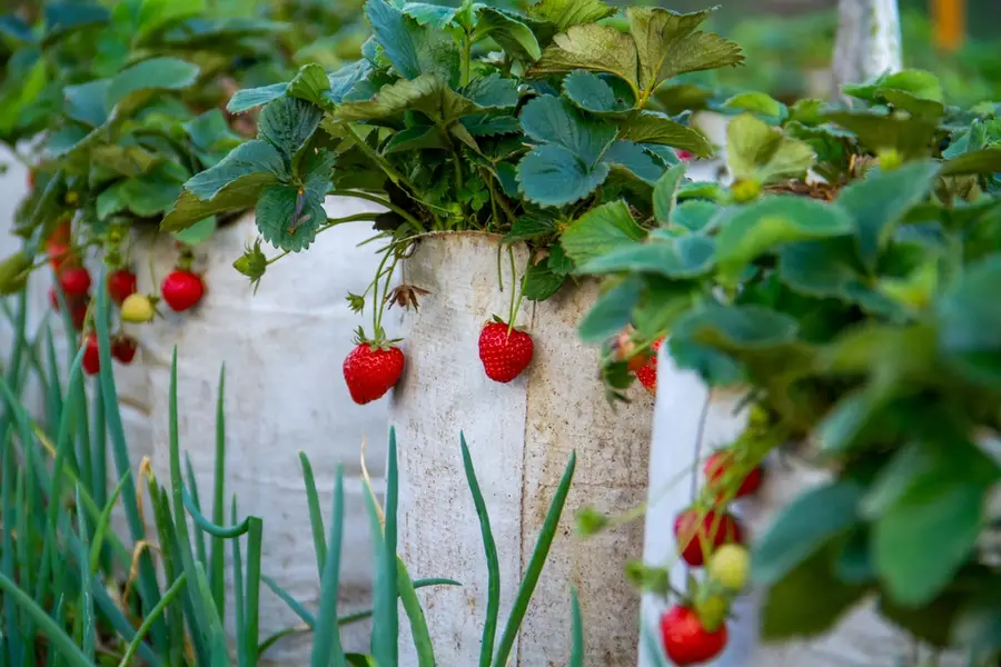 Strawberry Dessert Musim Panen